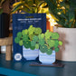 Dapple & Dot - UNKILLABLE CHINESE MONEY PLANT POP OUT CARD: Yes