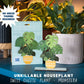 Dapple & Dot - UNKILLABLE MONSTERA PLANT POP OUT CARD: Yes
